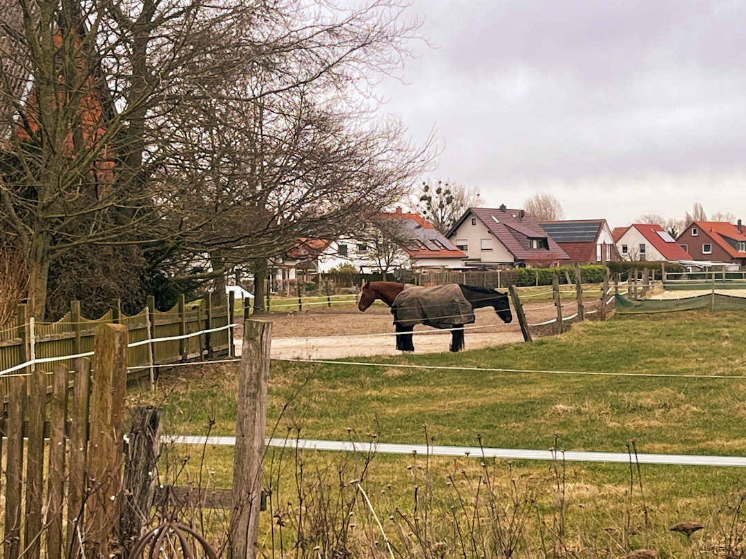 A horse that is standing in the grass